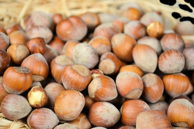 Haselnüsse in der Schale 1 kg 