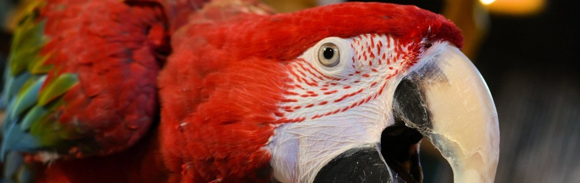 Größter Papageienladen der Niederlande