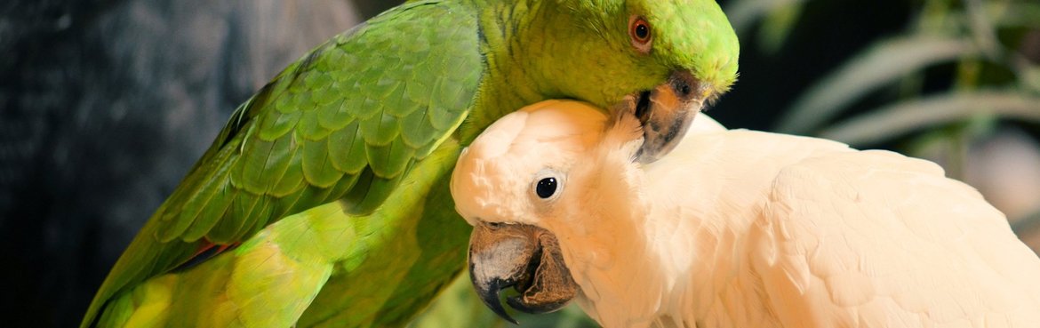 Sie können sich auch an Dieca wenden, wenn Sie Verhaltensprobleme haben! Wir helfen Ihnen gerne!